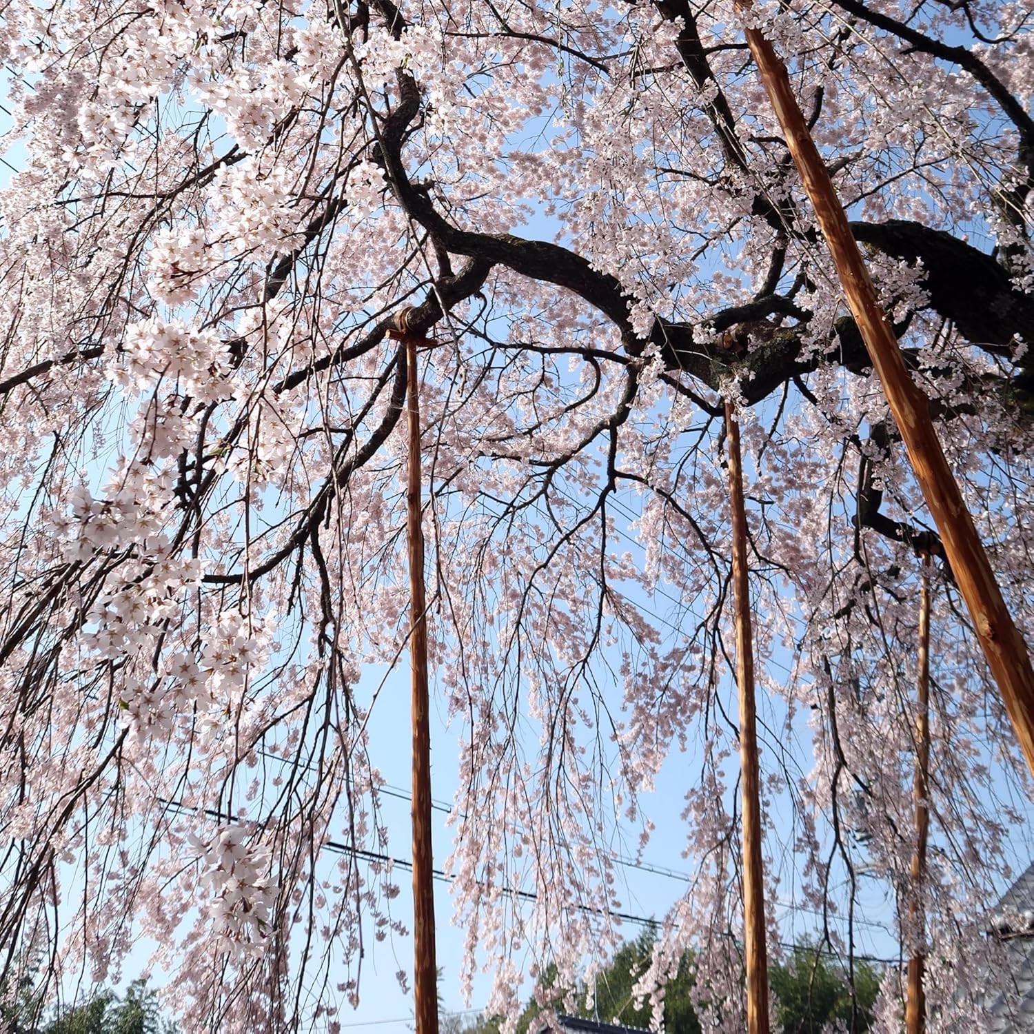 CarpetC 50+ Weeping Cherry Blossoms Seeds for Planting, Ornamental Tree with …