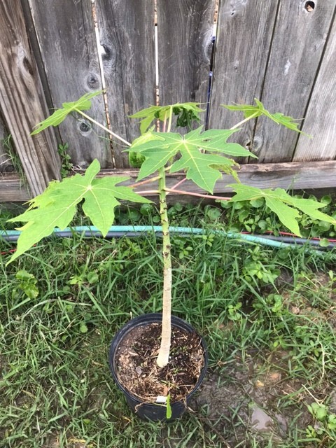 26-30″ Tall Papaya Plant