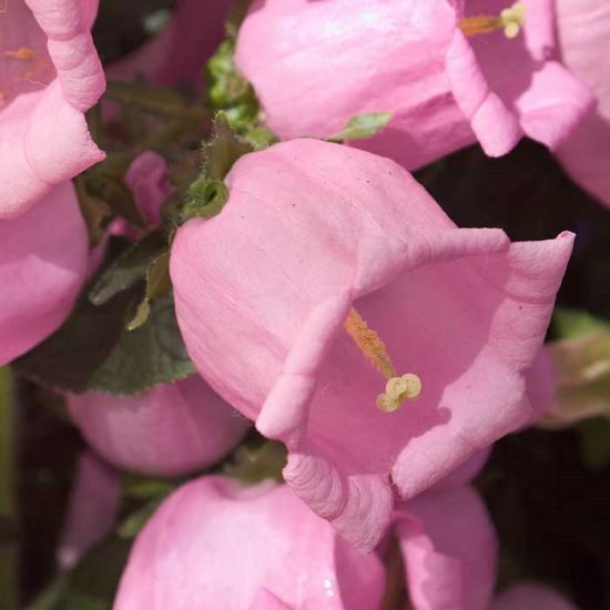 800 seeds Canterbury Bells Pink attracts pollinators +gift
