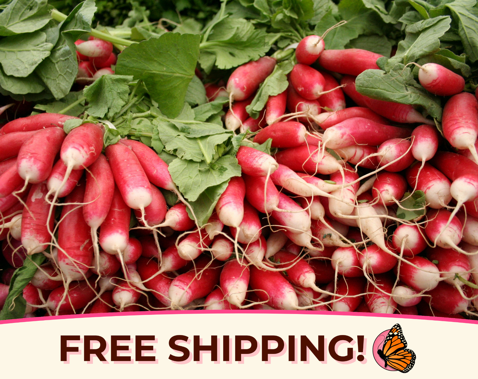 1100+ Radish Seeds ‘French Breakfast’ | Heirloom, Non-GMO, Vegetable Gardening