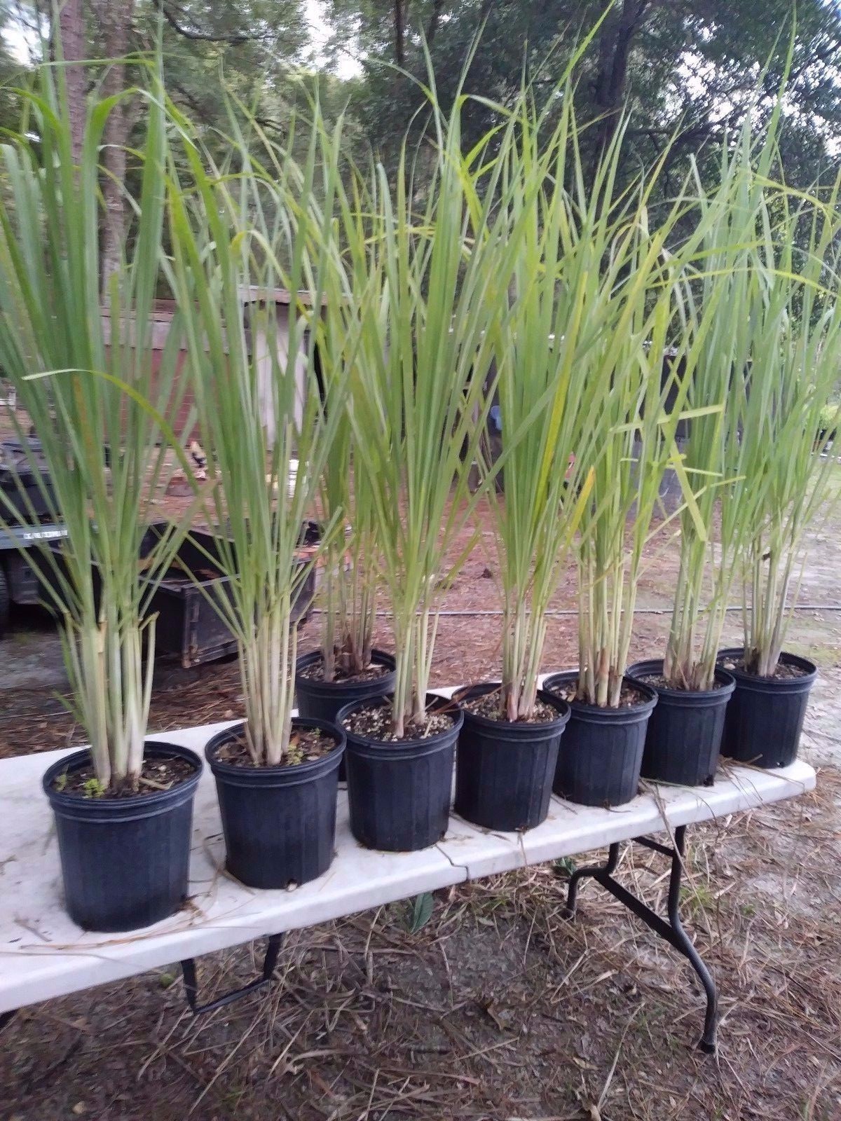 Lemongrass 12 Live Plants Each 8-12″ Tall will grow for sure