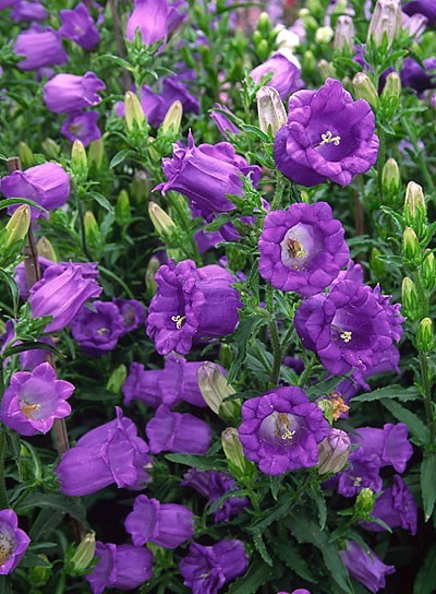 400 seeds CANTERBURY BELLS MIX colors Campanula Seeds from my garden + Gift
