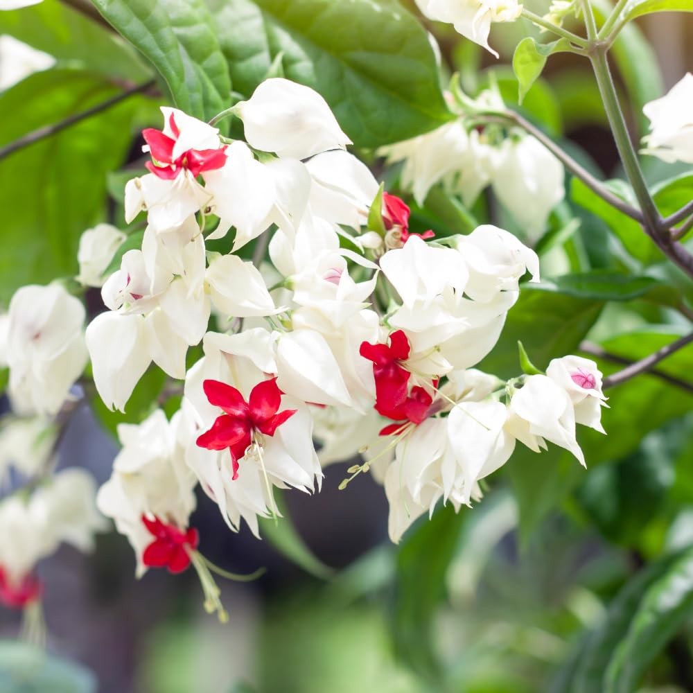 2 Assorted Bleeding Heart Clerodendrum Plants Live, Bell Vine Flowers