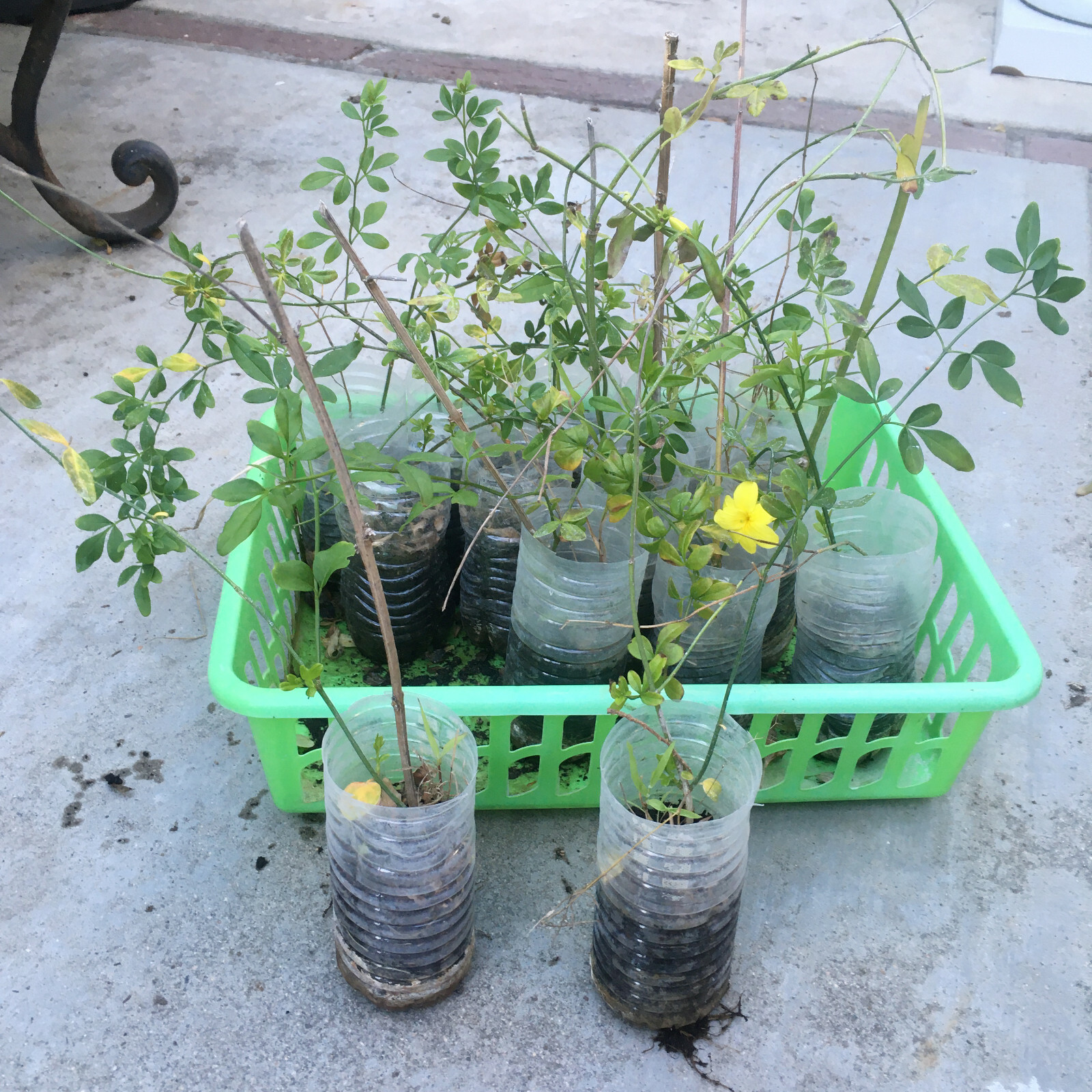 Chinese Bright Yellow Flowers Winter Jasmine Vine Shrub LIVE Rooted Plants