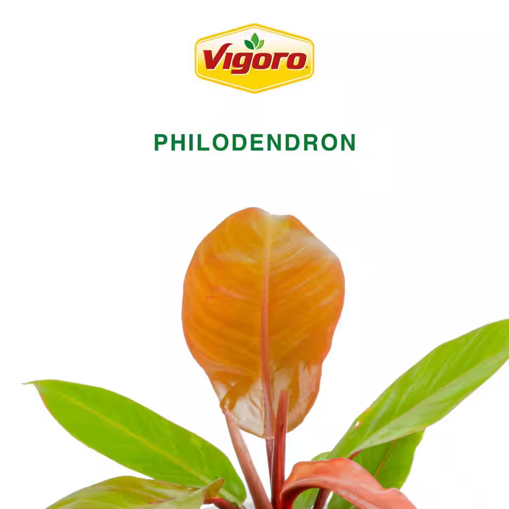 Grower’S Choice Philodendron Plant in 10 In. White Decor Pot, Avg. Shipping Heig