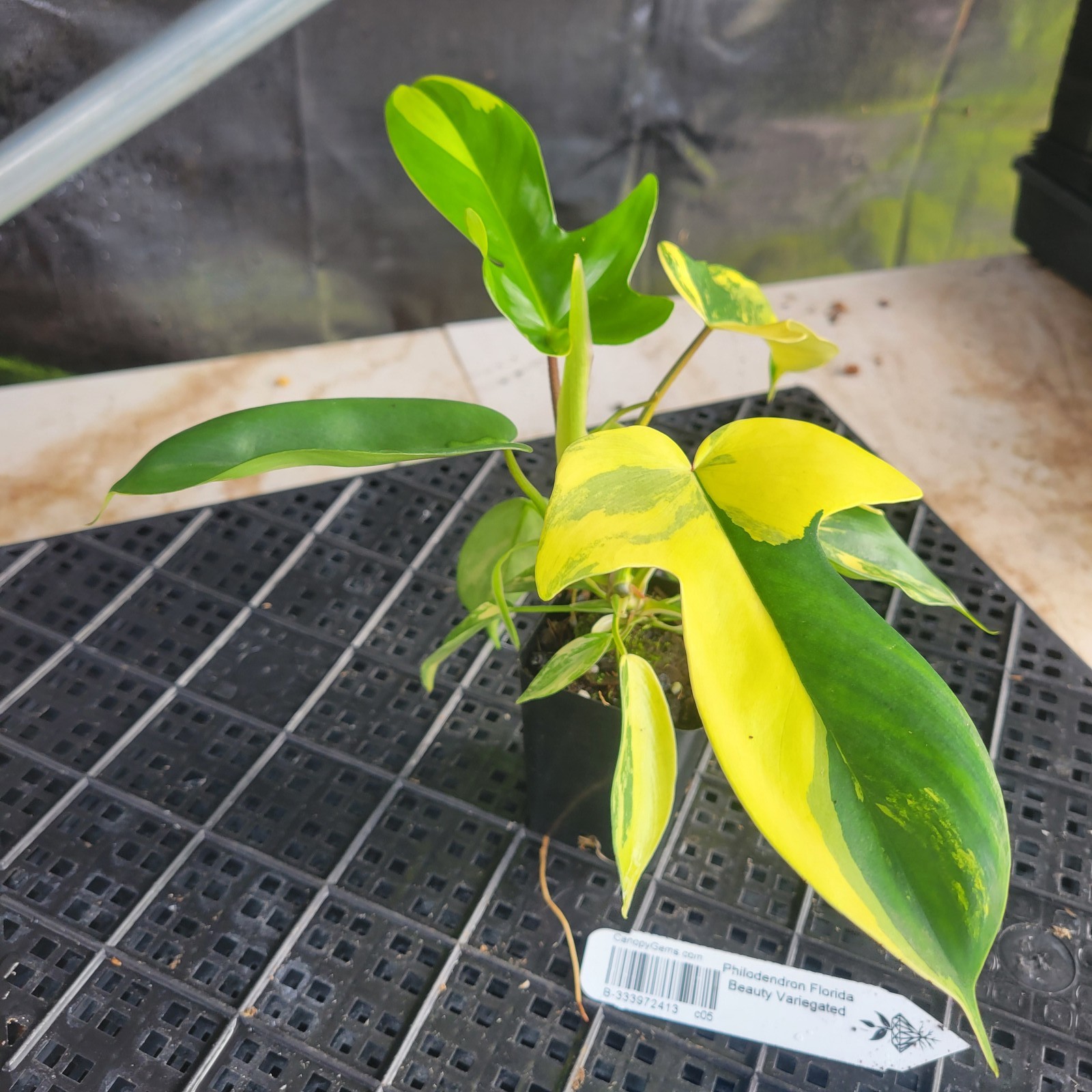 Philodendron Florida Beauty, Exact Plant Variegated Ships Nationwide