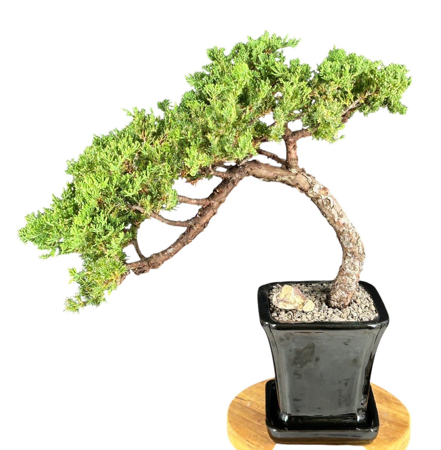 Live Juniper Bonsai Tree Procumbens Nana Trained Outdoor Black Pot 16 In Tall