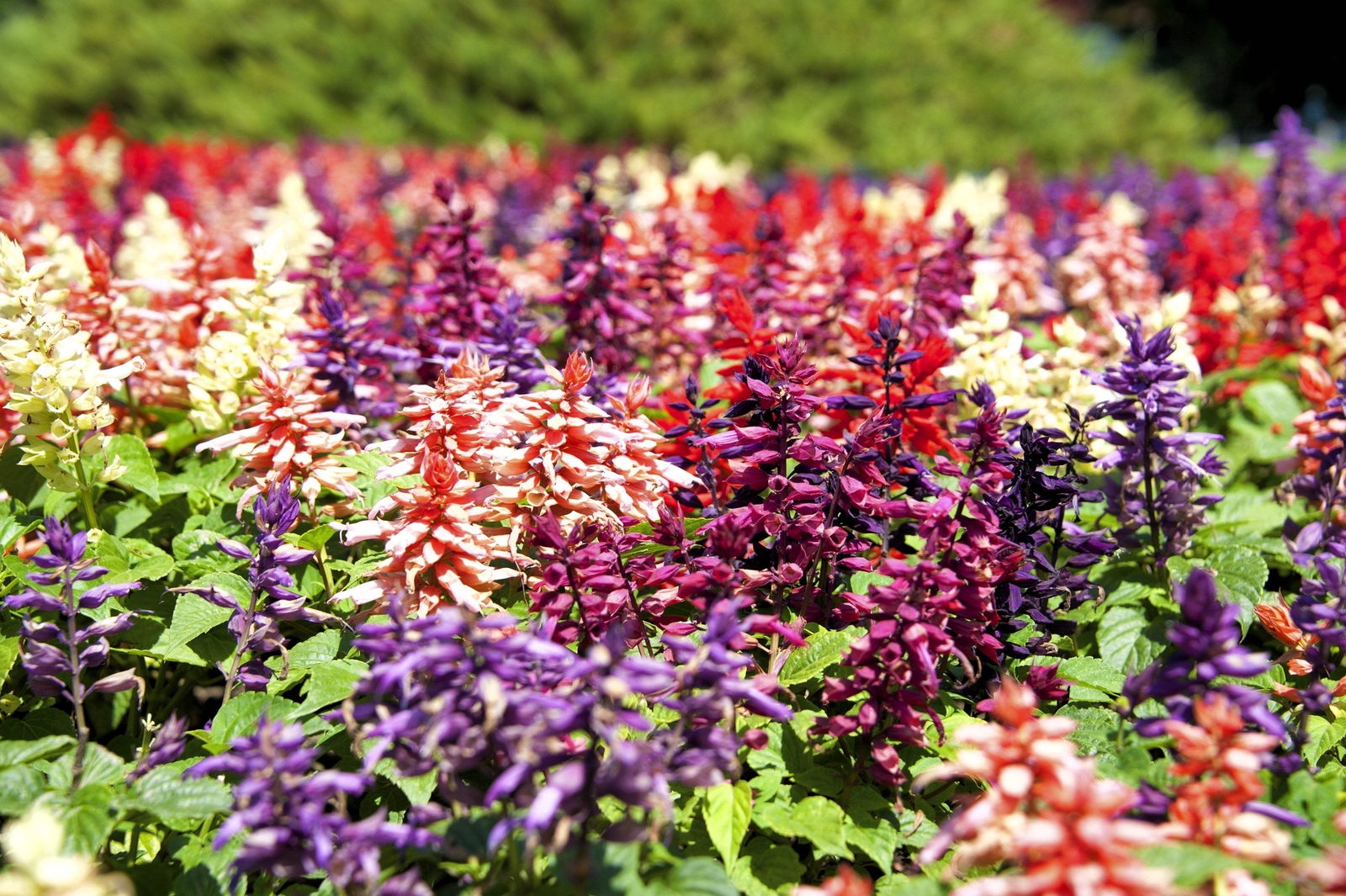 100 PALISADES MIXED COLORS SALVIA Viridis Horminum Sage Flower Seeds *Flat S/H