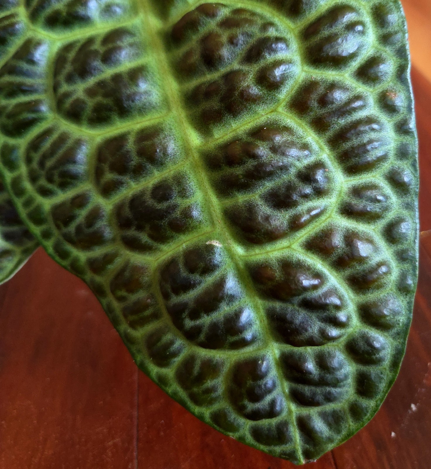 Rare Labisia Kura Kura 14″ Tall 2 Plants Aroid Not Philodendron Monstera