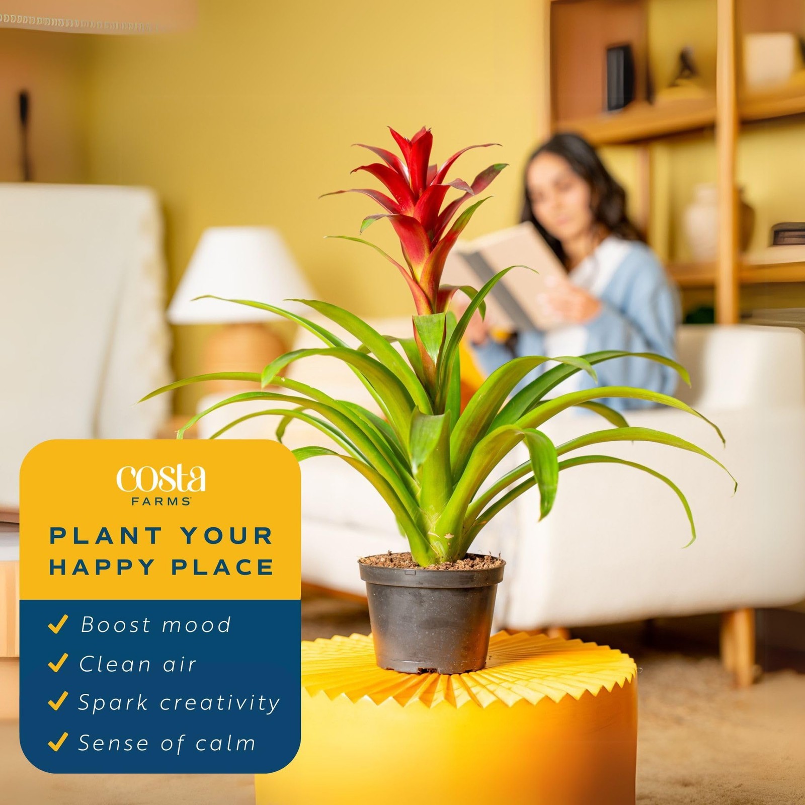 Costa Farms Bromeliad Flowers 20-Inches Indoor Houseplant In Garden Flower Pot