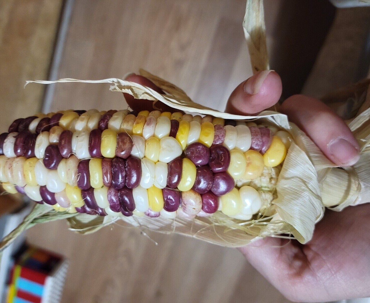 35+ ORGANIC Sweet Corn seeds Festivity USA-Grown NC. multicolor. Colored. Indian