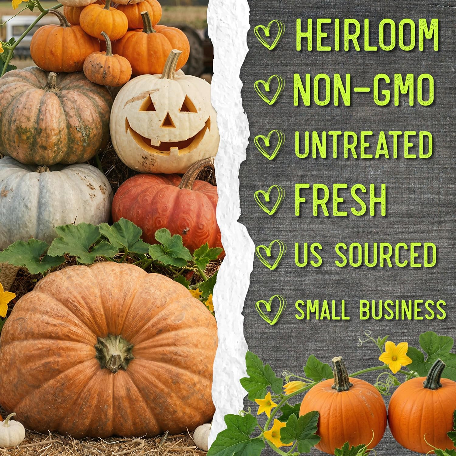 Seed Needs Pumpkin Seeds to Plant Specialty Spooky Blend | 10+ Premium Varieties