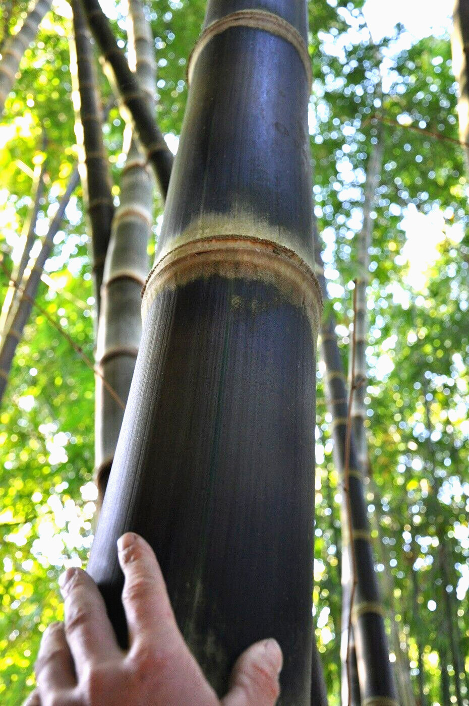 10 ROUGH BAMBOO SEEDS – Dendrocalamus asper