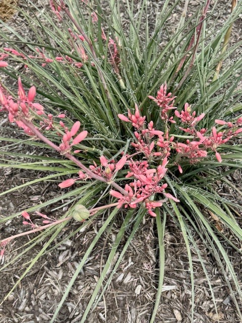 False Yucca,Coral Yucca, Red Yucca,seedlings.A member of the Century