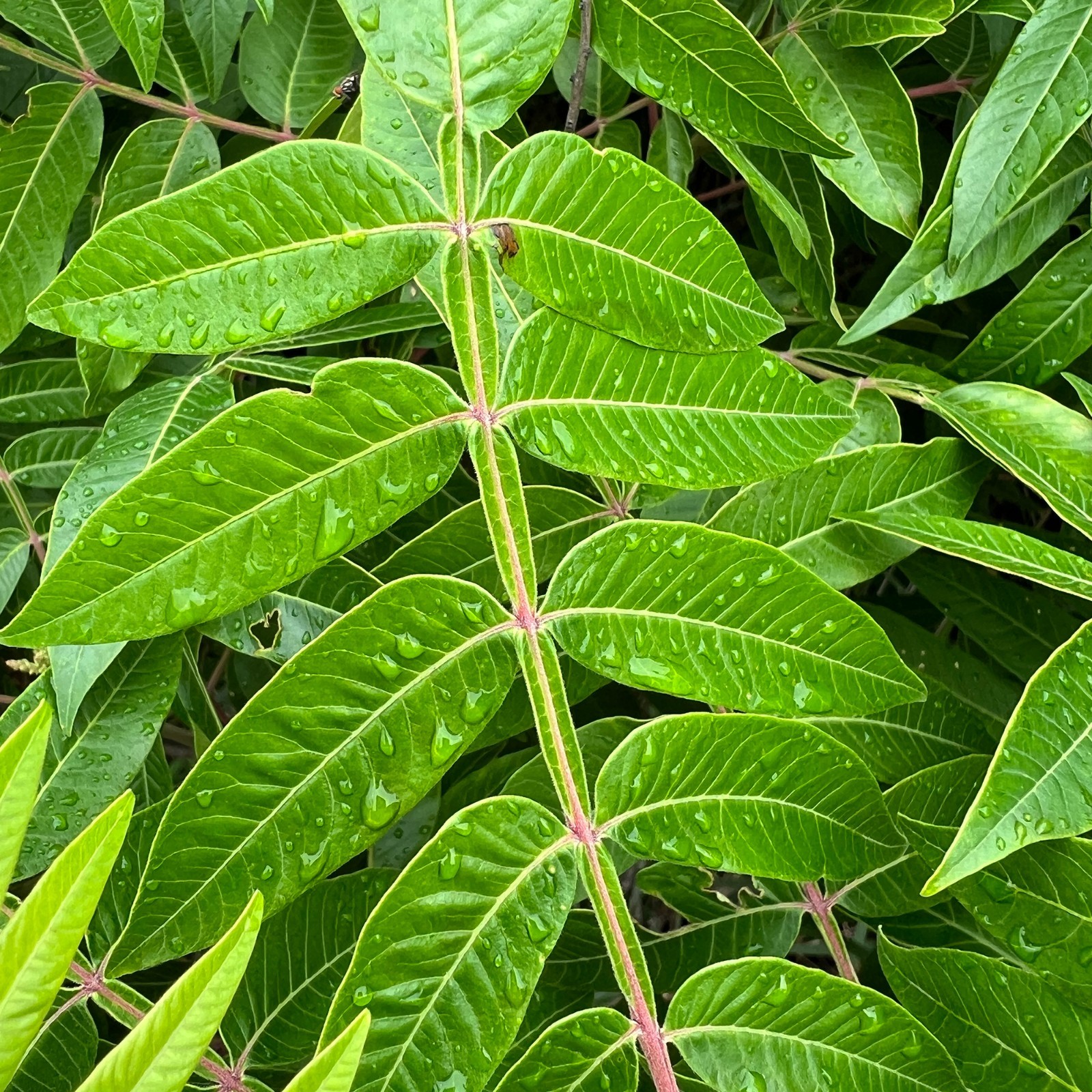 1500 Winged Sumac Tree Seeds Rhus copallinum – Fall Color & Wildlife – Zones 4-9
