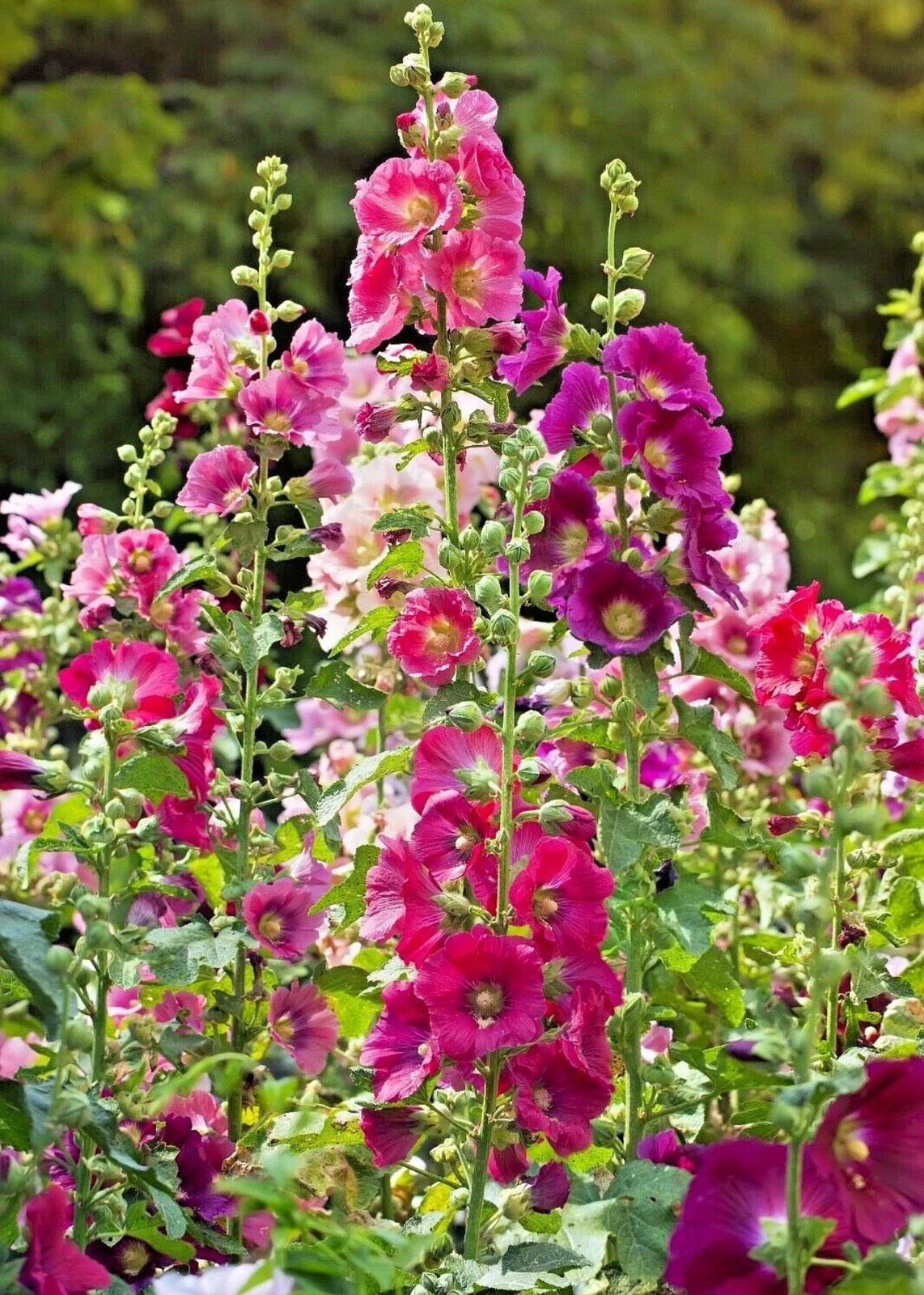 GIANT HOLLYHOCK MIXED COLORS 50 SEEDS, HARDY PERENNIAL, EZ TO GROW, USA SELLER