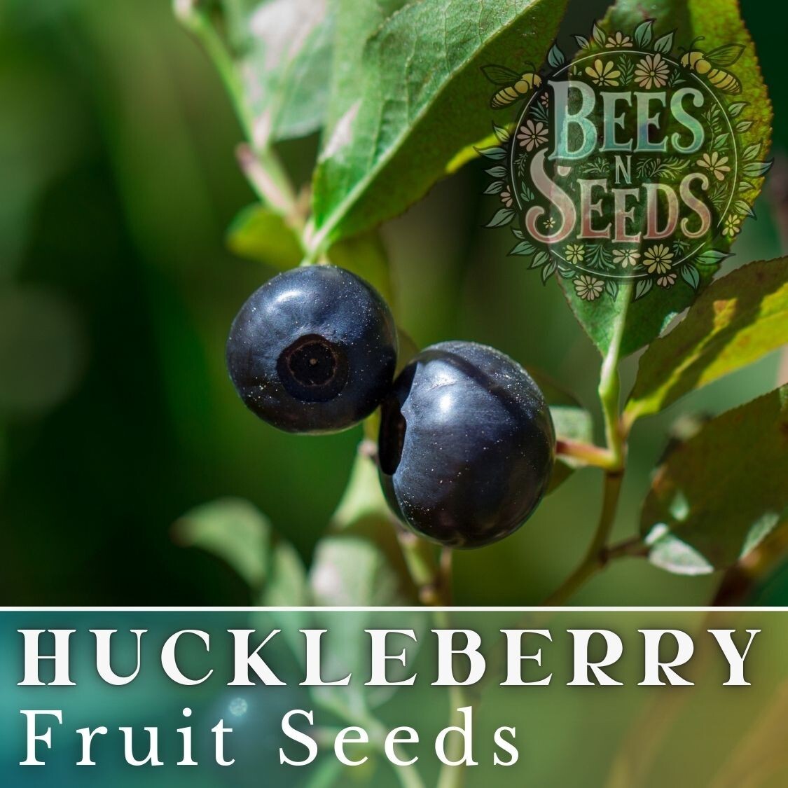 Solstice Huckleberry Seeds 125, 300 or 500 Seeds Flower, Flower Seeds, Non GMO