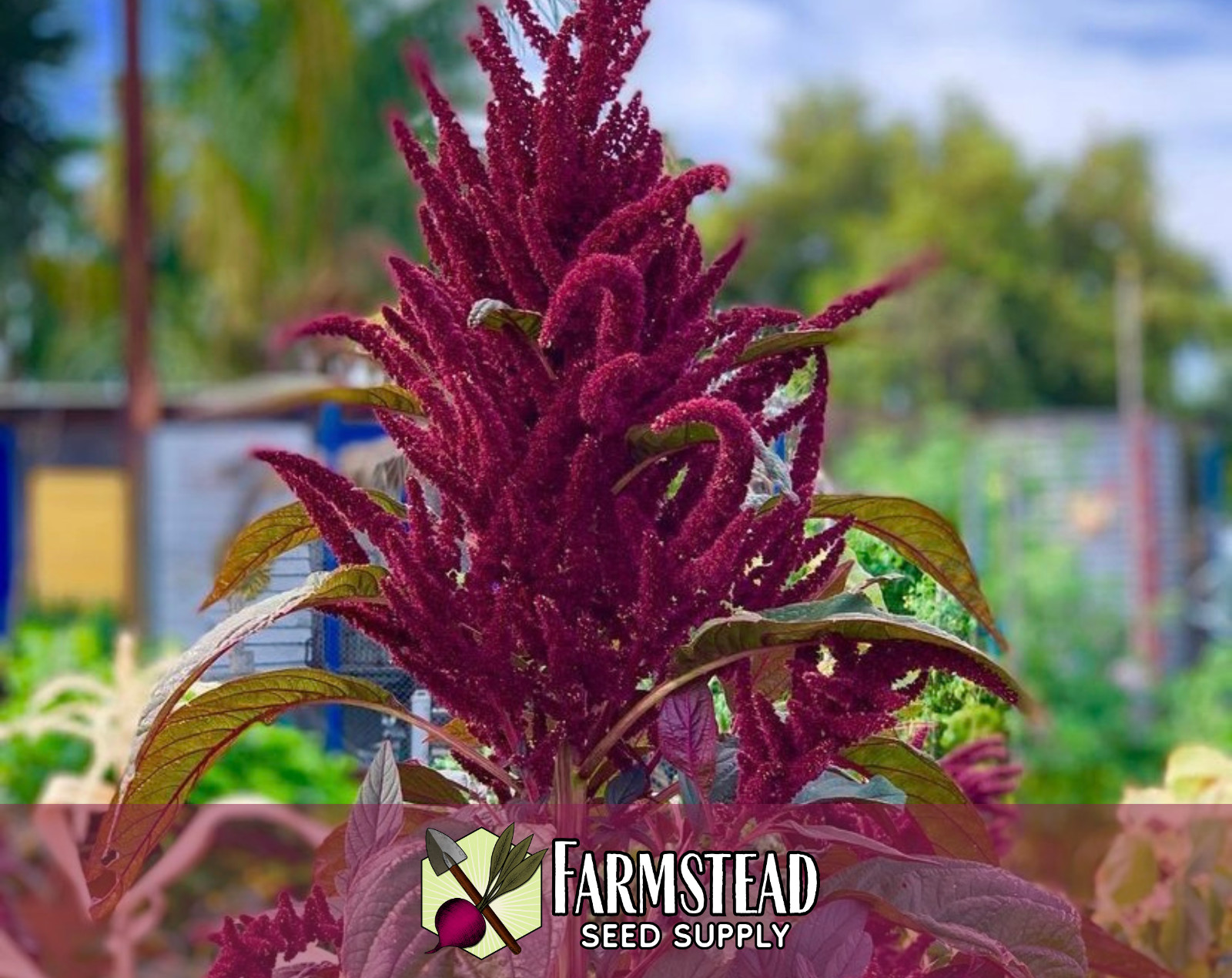 5,000+ Amaranth Seeds [Red Garnet] Gardening Seed Packet, Heirloom, Non-GMO