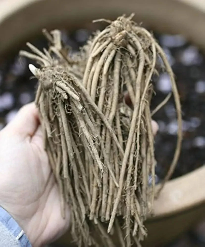 6 Asparagus Crowns “Mary Washington” (Pack of 6 Bare Root Plants) Zones 3-8