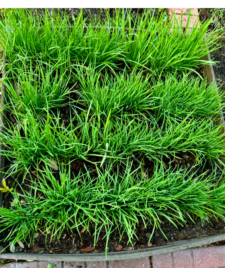 30+ organic Perennial Live Plant Bare Rooted Garlic Chives
