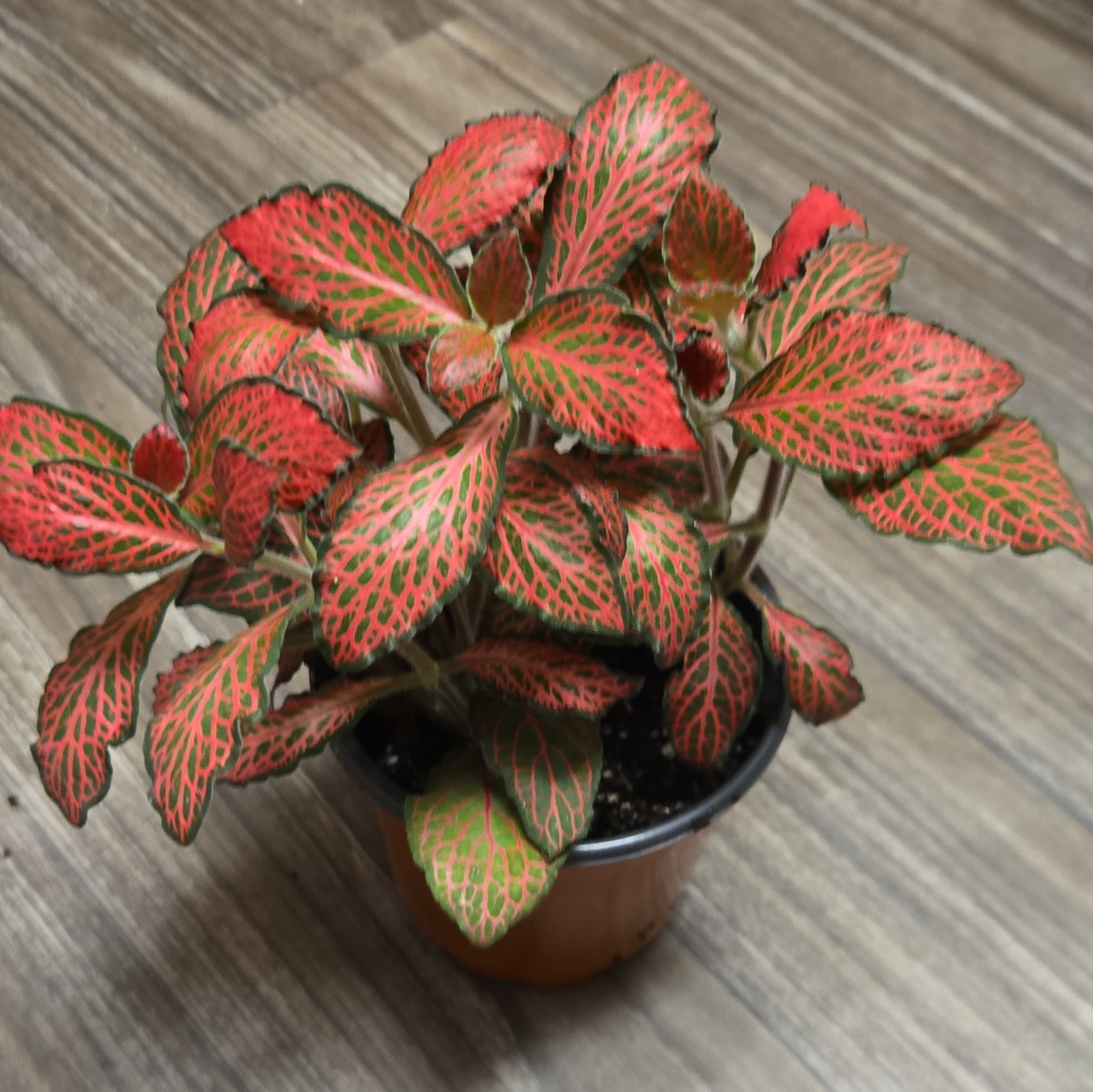 Ruby Red Fittonia Full 4″ Nursery Pot Vibrant Easy Nerve Plant Beginner Plant