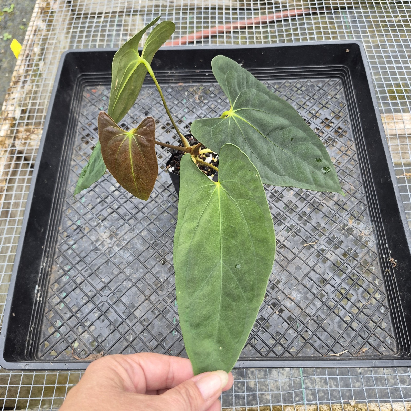 Anthurium Papillilaminum Fort Sherman X ( FS X Ralph Lynam), Exact Plant