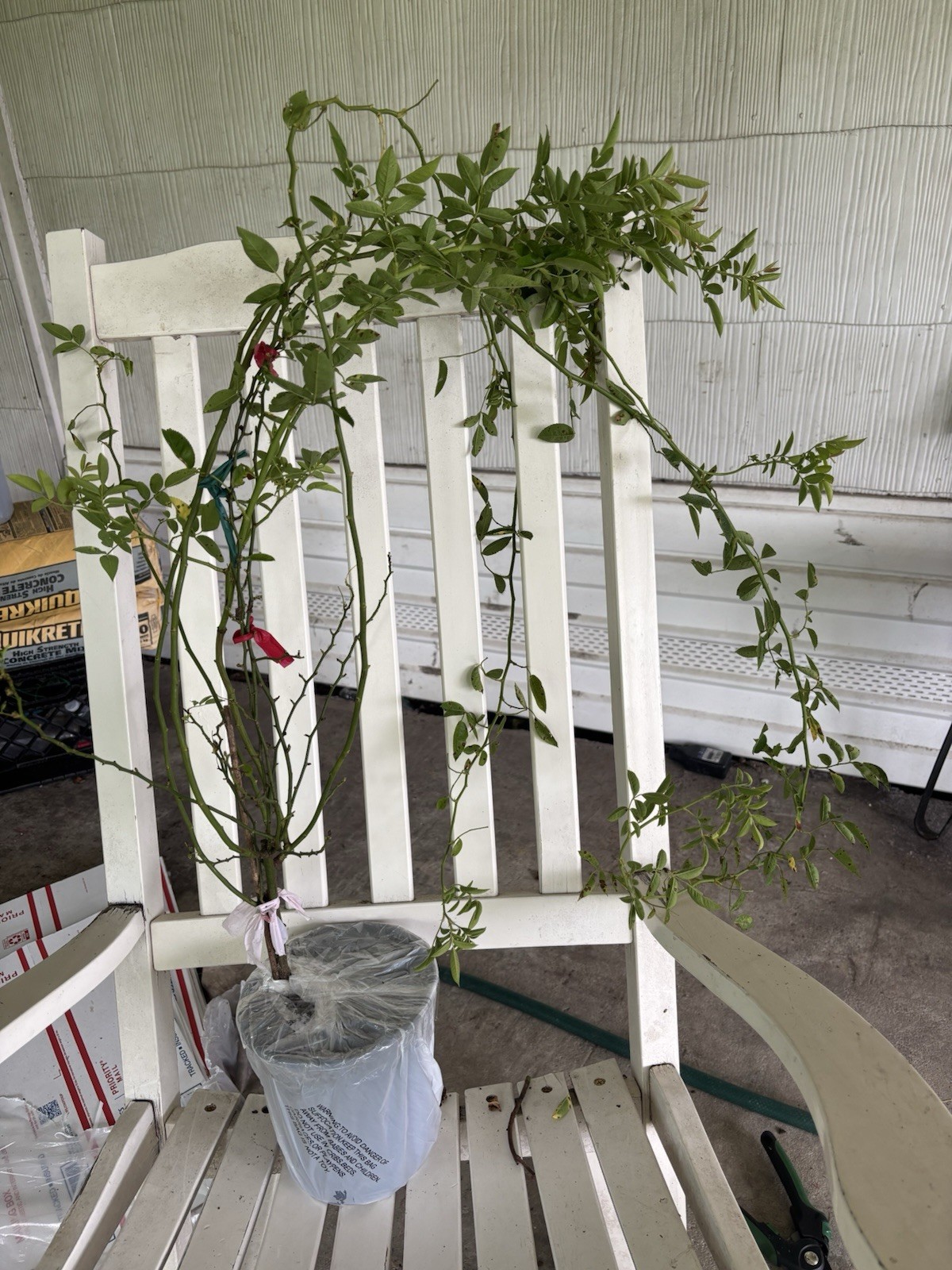 Peggy Martin Climbing Rose Live Plant 2–3 Ft 1 Gallon Hardy Fast Growing