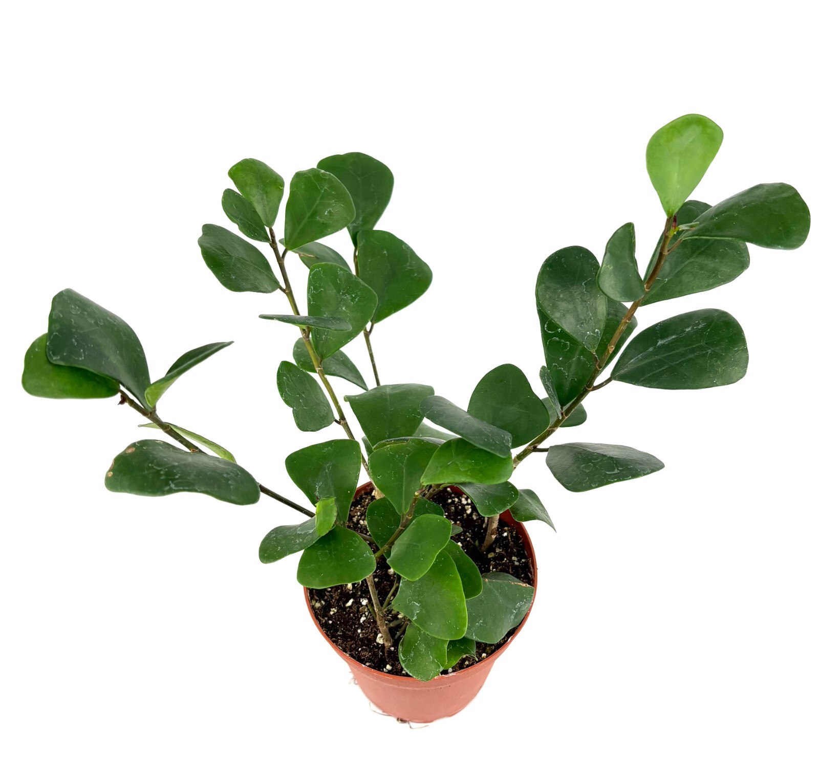 Ficus Triangularis Live Potted House Plants Air Purifying