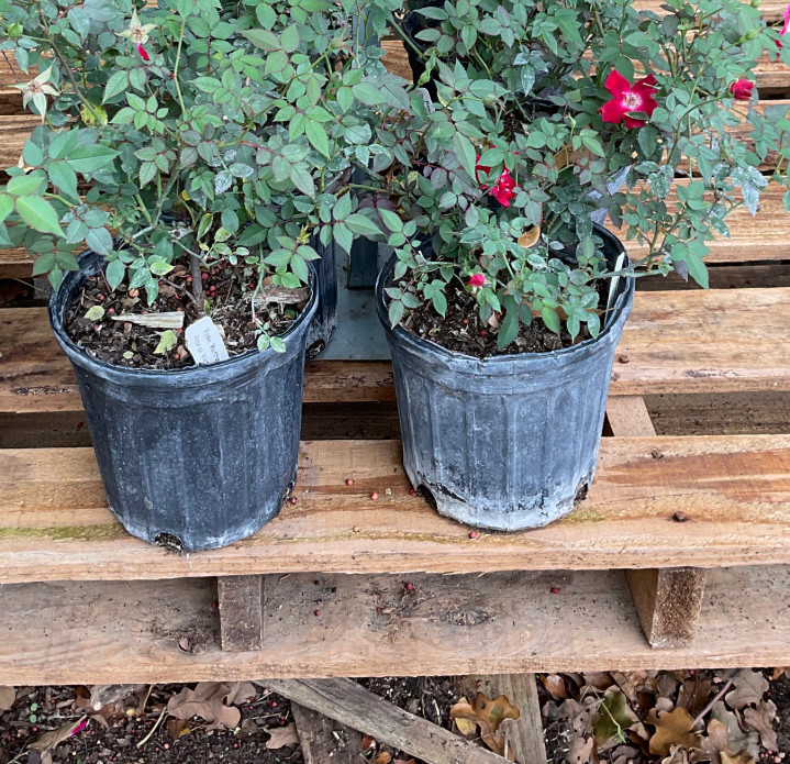 Martha Gonzales Rose Live Plant, 1 Gal, Fully Rooted Semi-Evergreen Rose Shrub