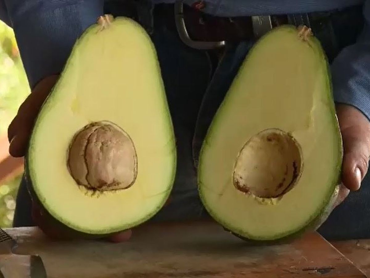 RARE Avozilla – The world’s largest avocado – 1 cuttings for rooting or grafting