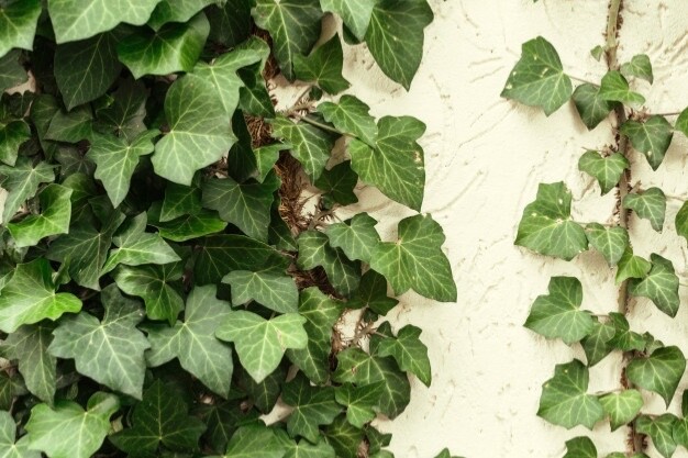 10 Live English Ivy cuttings w/roots ready to plant 6-10’´
