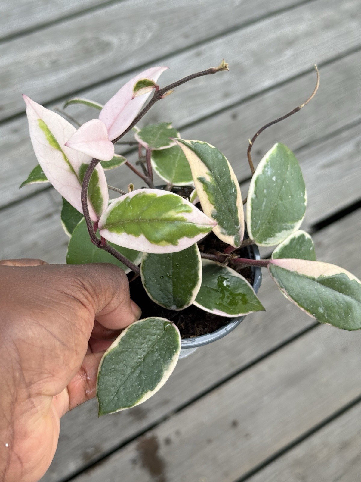 Hoya Flamingo Dream (3 Purple Pride) – New Carnosa Variety – Live Plant in 4”pot
