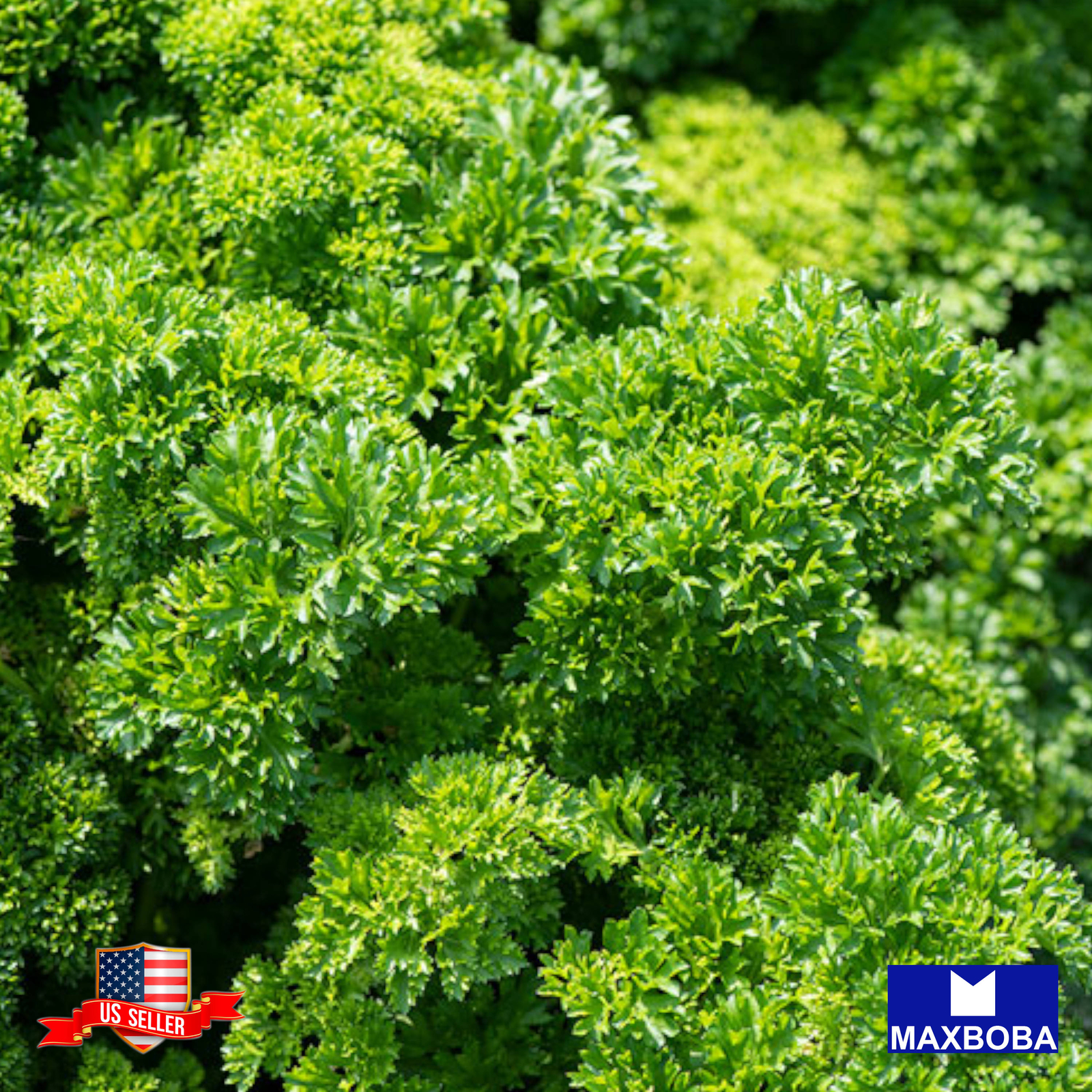 Parsley Seeds Moss Curled Organic Heirloom Non-GMO