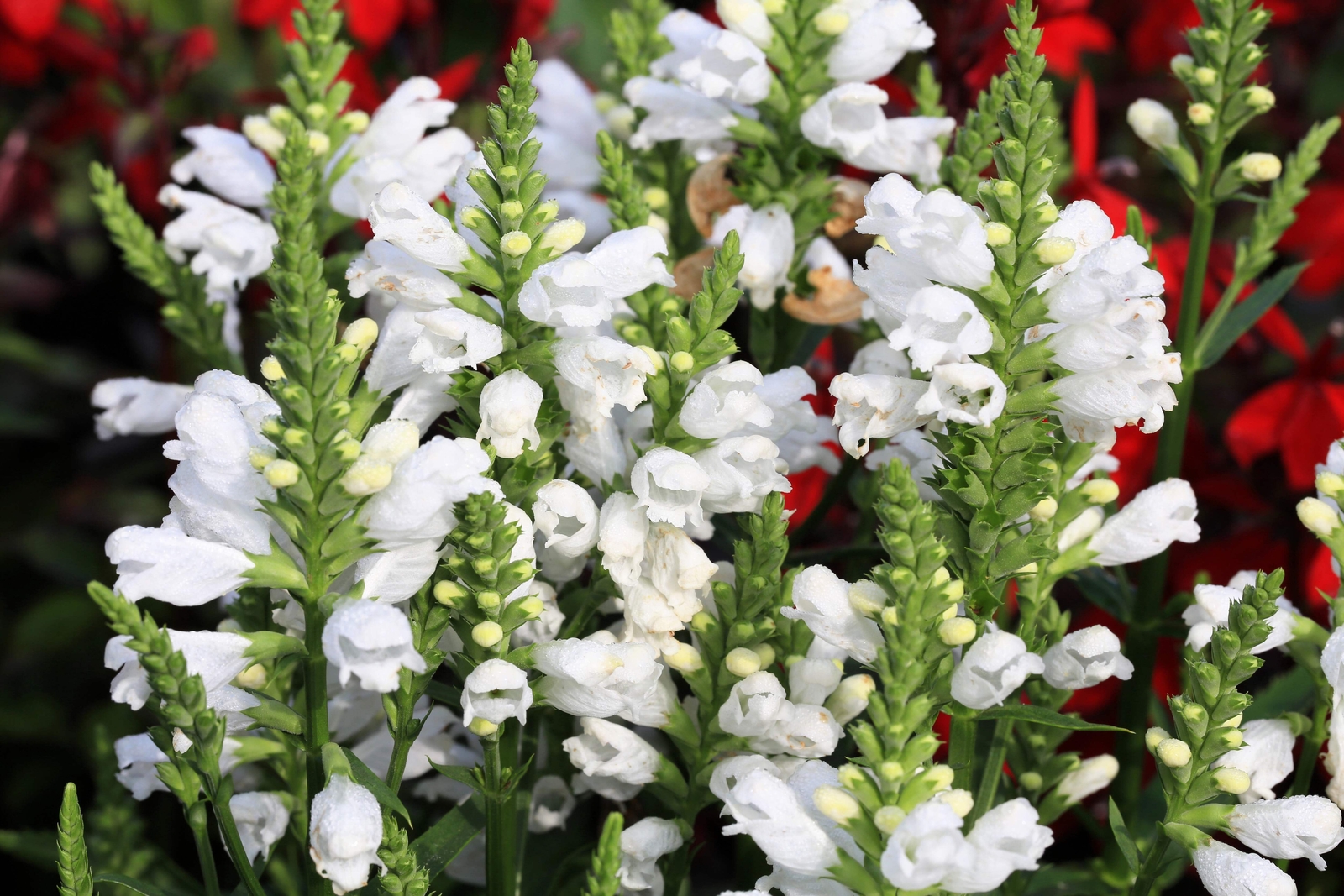 50 WHITE Showy OBEDIENT PLANT (False Dragon Head) Physostegia Angustifolia Seeds