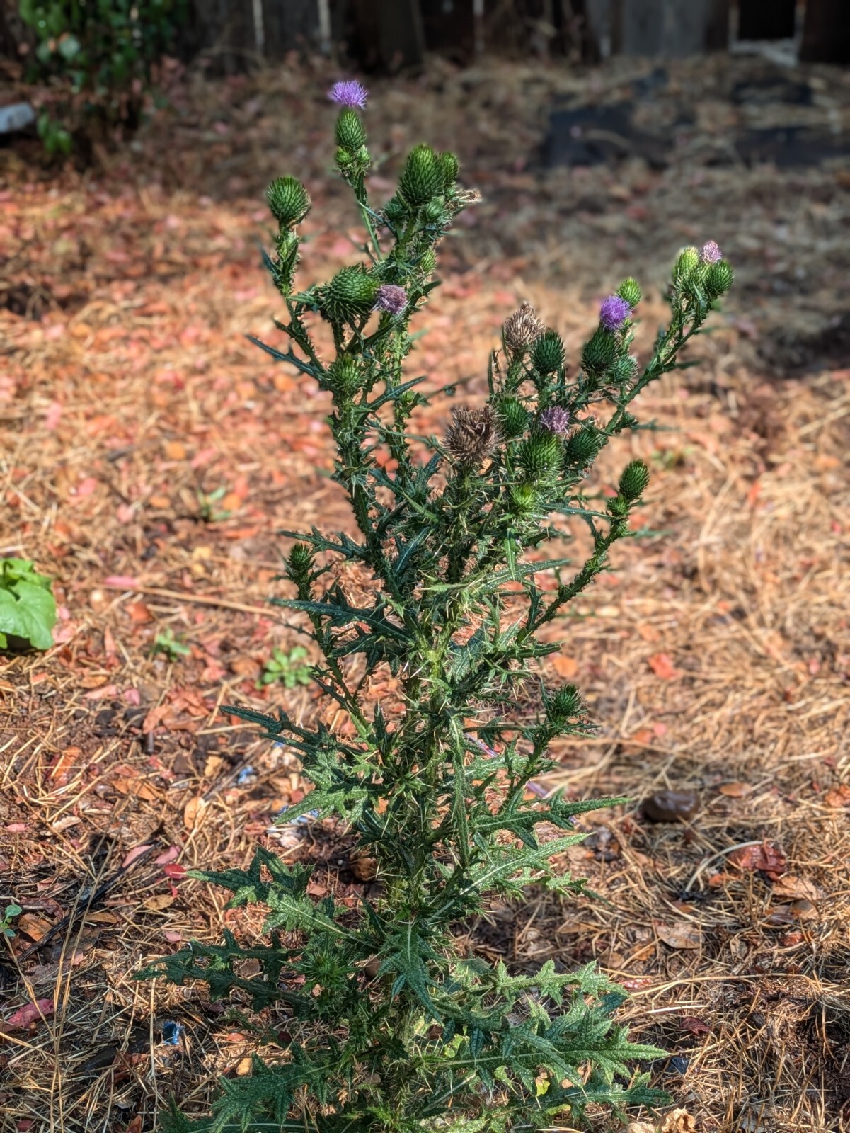 Organic Milk Thistle Seeds