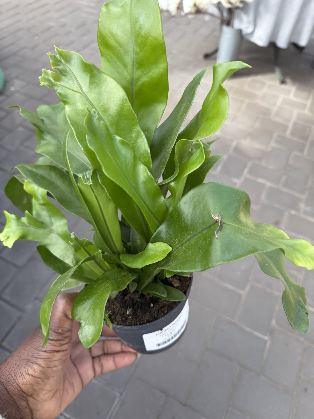 Japanese Bird’s Nest Fern Asplenium Antiquum Crissie 4 Inches Pot