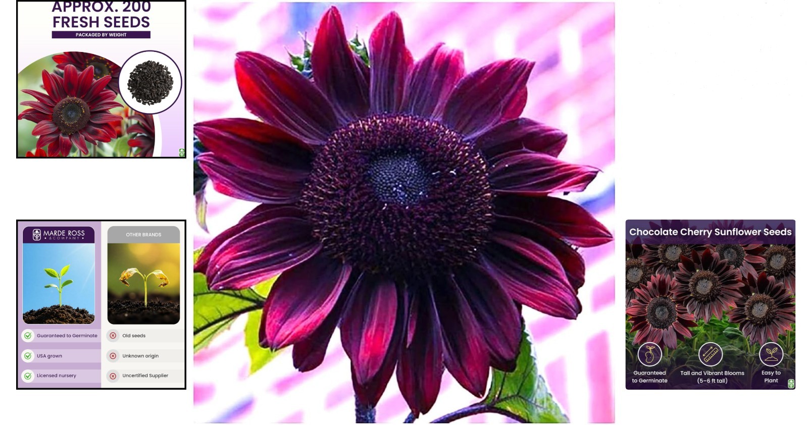 Cherry Chocolate Sunflower Seeds 200 Pack Non-GMO Heirloom for Garden Planting