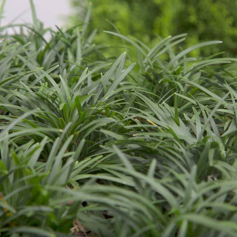 Dwarf Mondo Grass 3 1/4 In. Pots (18-Pack) – Groundcover Plant