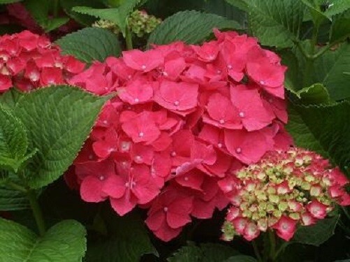 Live hydrangea macrophylla ‘Masja’ with dark pink to red flowers