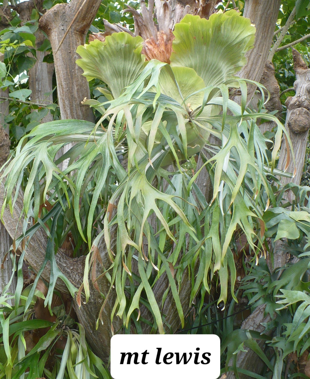 Mounted and established Platycerium mt lewis/ venosa cultivar 12 x 8 in mount