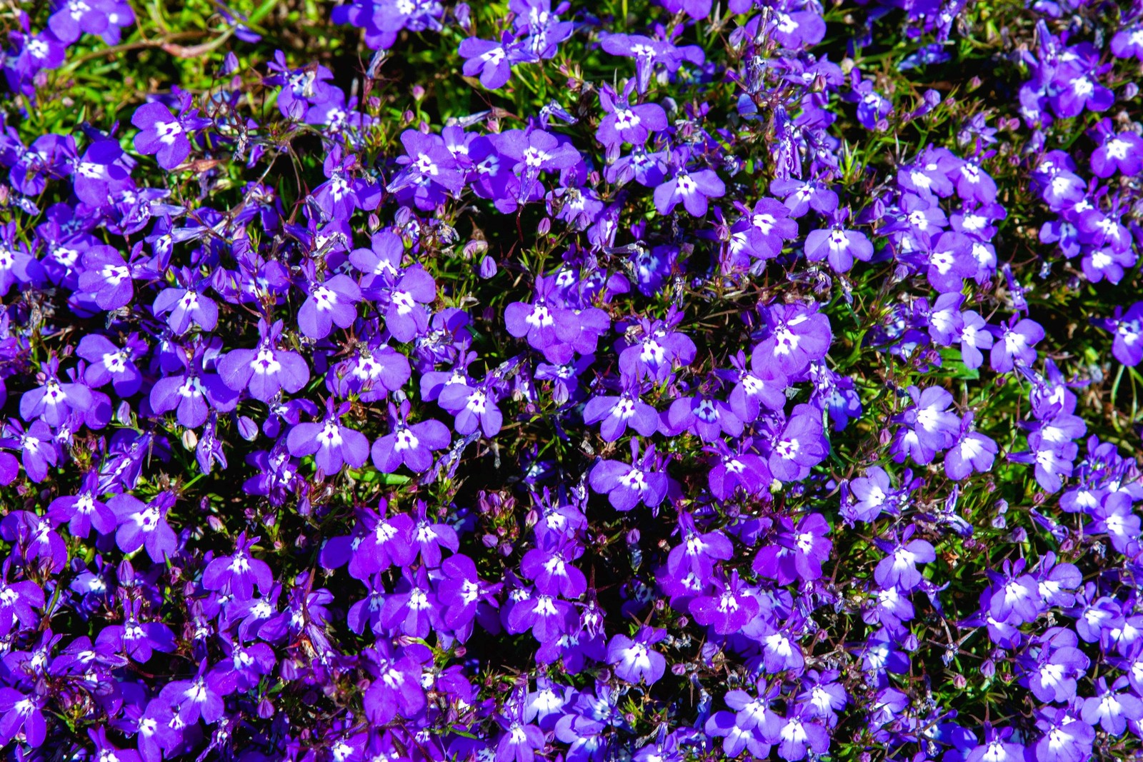 200 MRS CLIBRAN LOBELIA Erinus Lavender Purple & White Flower Seeds *Comb S/H