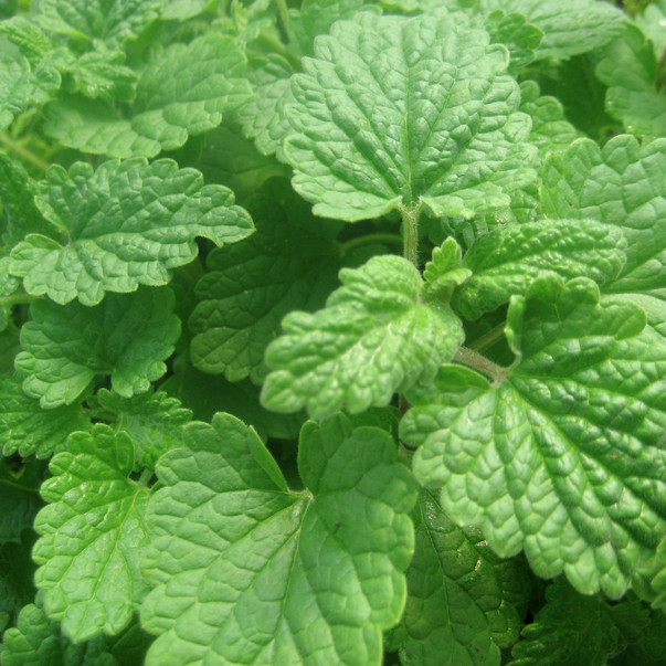 Lemon Catnip Seeds | Heirloom / Non-GMO | Free Shipping | Seed Store | 1165