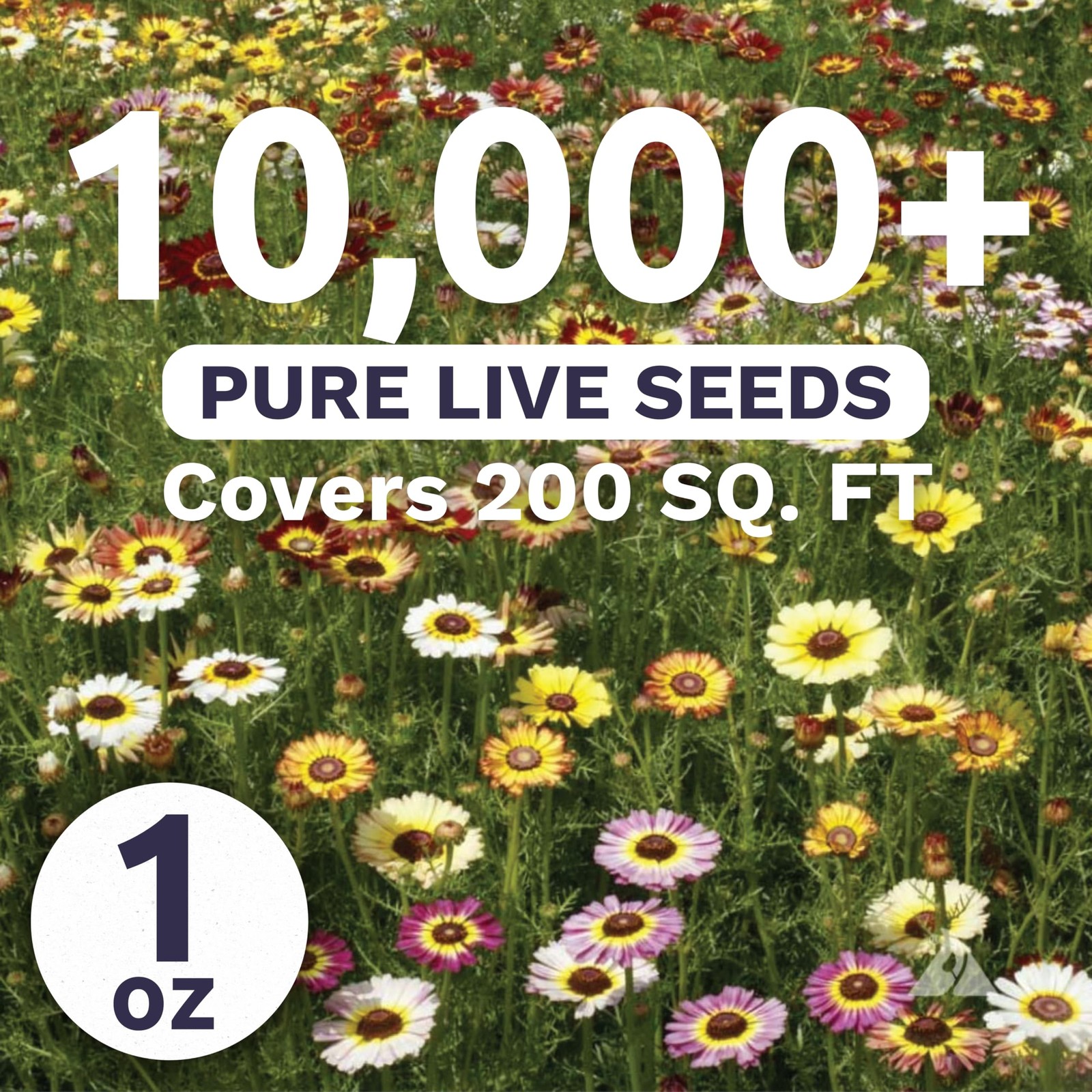 Painted Daisy Large 1 Ounce Packet 10,000 Flower Seeds For Planting Bloom