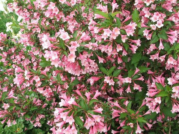 Weigela florida, Shrub Seeds