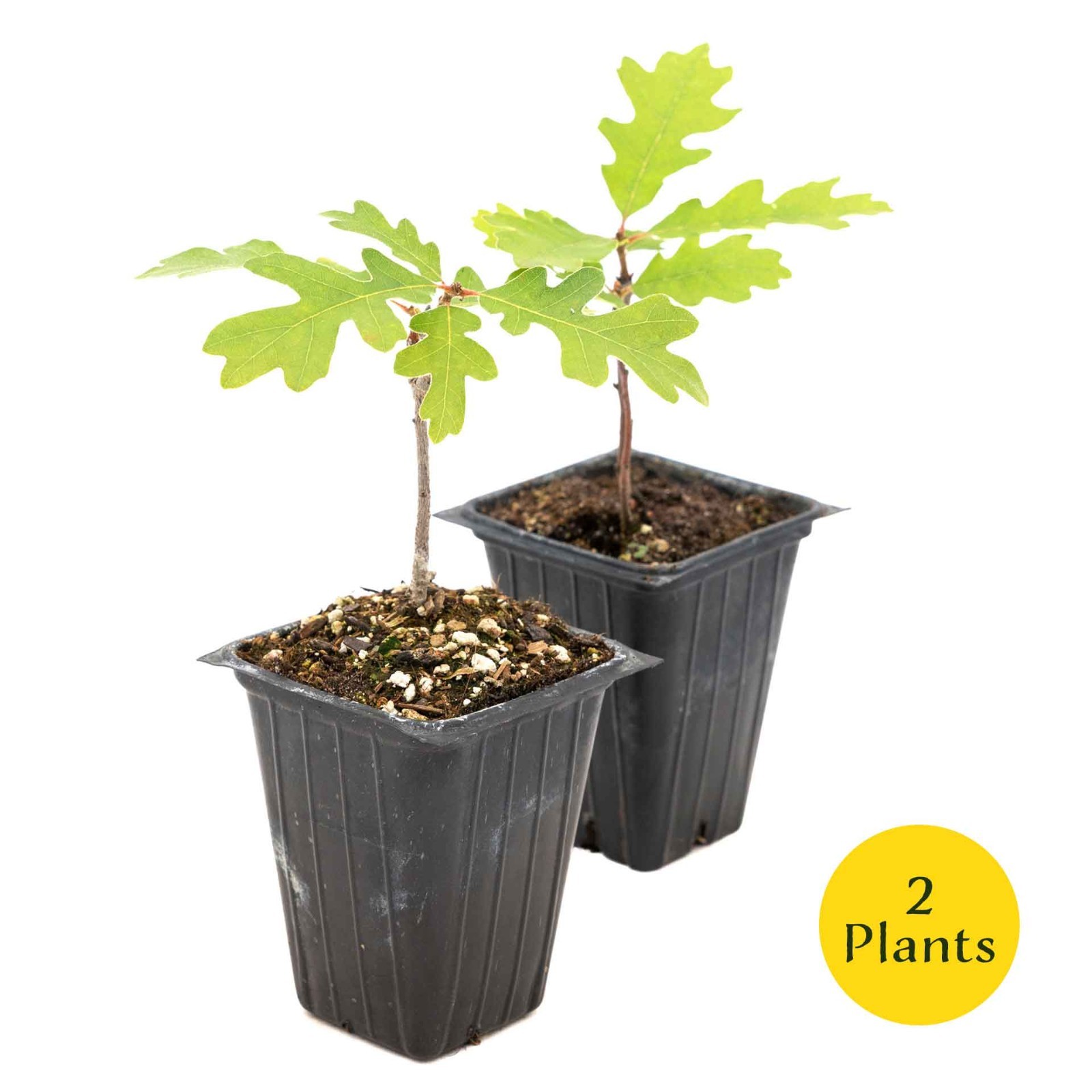 2 Gambel Oak Saplings in 3.5” Cube-Colorful Tree for Shade Landscaping (Quercus)