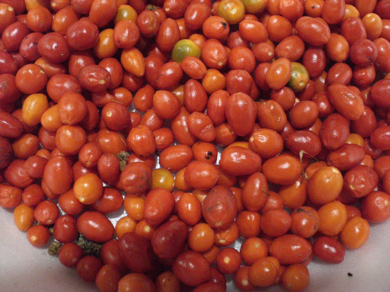 1000 seeds, semillas Chiltepin  PEQUIN Wild ChilE PepperS,PETIN,BRIGHT RED