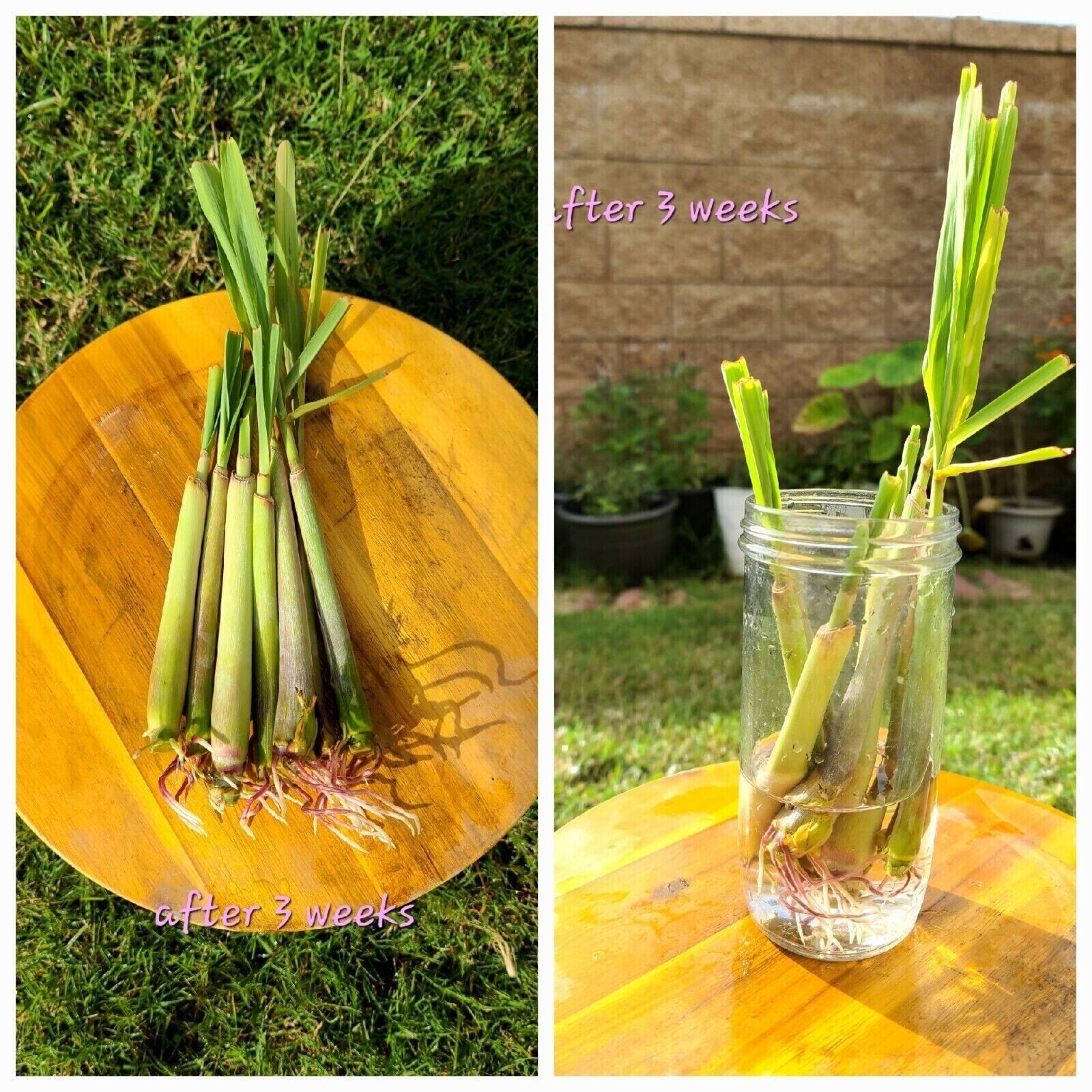 4 Fresh Lemongrass Stalks, Live Plant, Fresh Cut – Lemon Grass Ready To Grow
