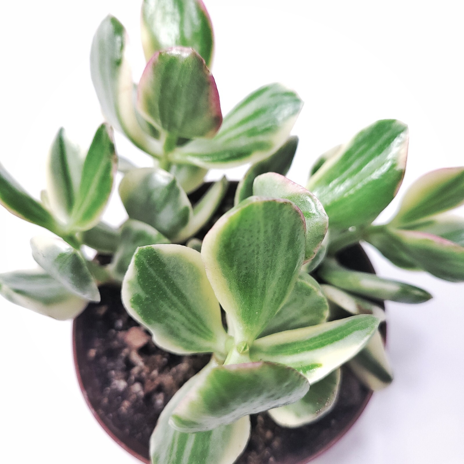 Jade Succulent Live Plant – Crassula Ovata Variegated Healthy Roots With Soil