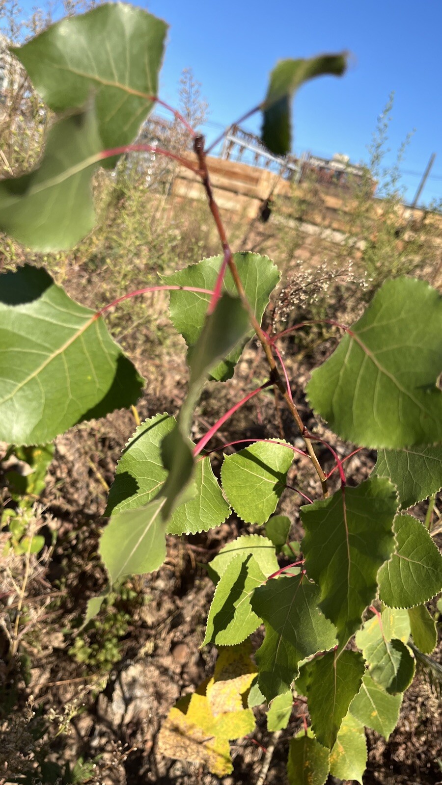 Cottonwood Tree 2-3 ft tall, 3 year old plant, Populus Fremontii, Strong Plant