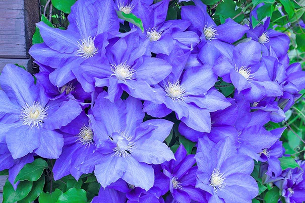 1 H.F Young Clematis Vine Live Starter Plant RootsOnly Huge Wedgewood Blue Bloom